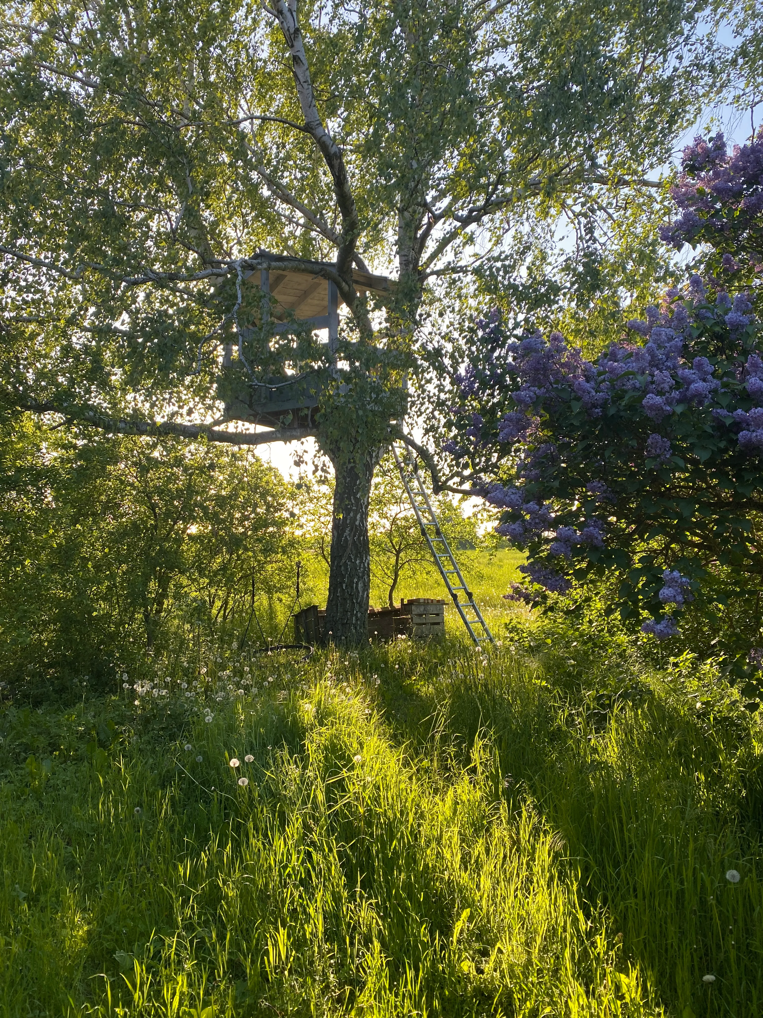 Die Sonne scheint von hinten durch ein Baumhaus. Im rechten Vordergrund steht ein lila blühender Fliederbusch.